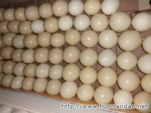 衡陽(yáng)鴕鳥養(yǎng)殖場(chǎng)/邵陽(yáng)鴕鳥養(yǎng)殖場(chǎng)/常德鴕鳥養(yǎng)殖場(chǎng)_農(nóng)副產(chǎn)品_世界工廠網(wǎng)