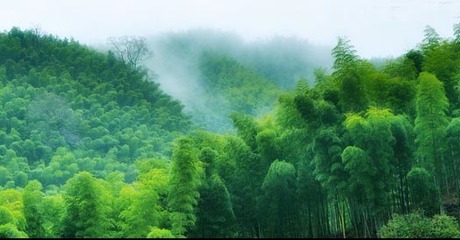 翠竹生金 崇義打造現(xiàn)代竹產業(yè)體系的創(chuàng)新實踐